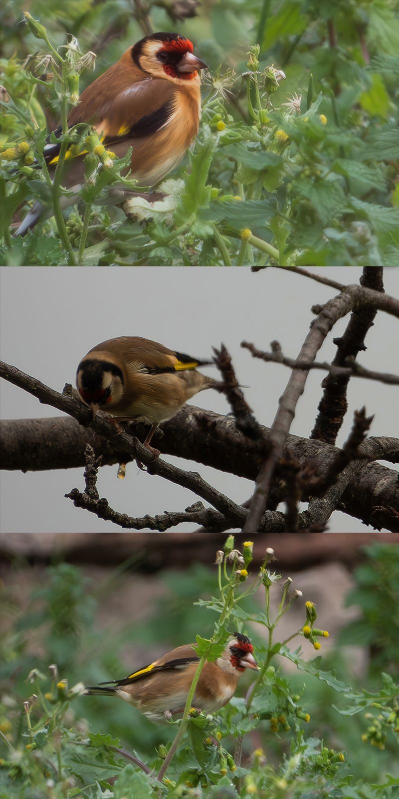 Cardellino